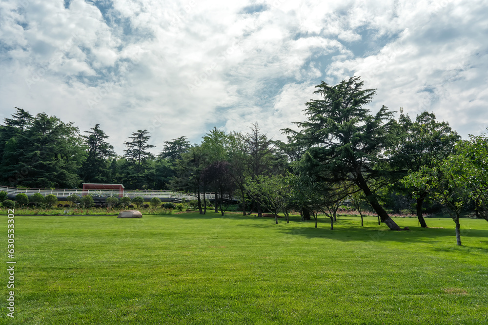 Outdoor Green Forest and Green Grass