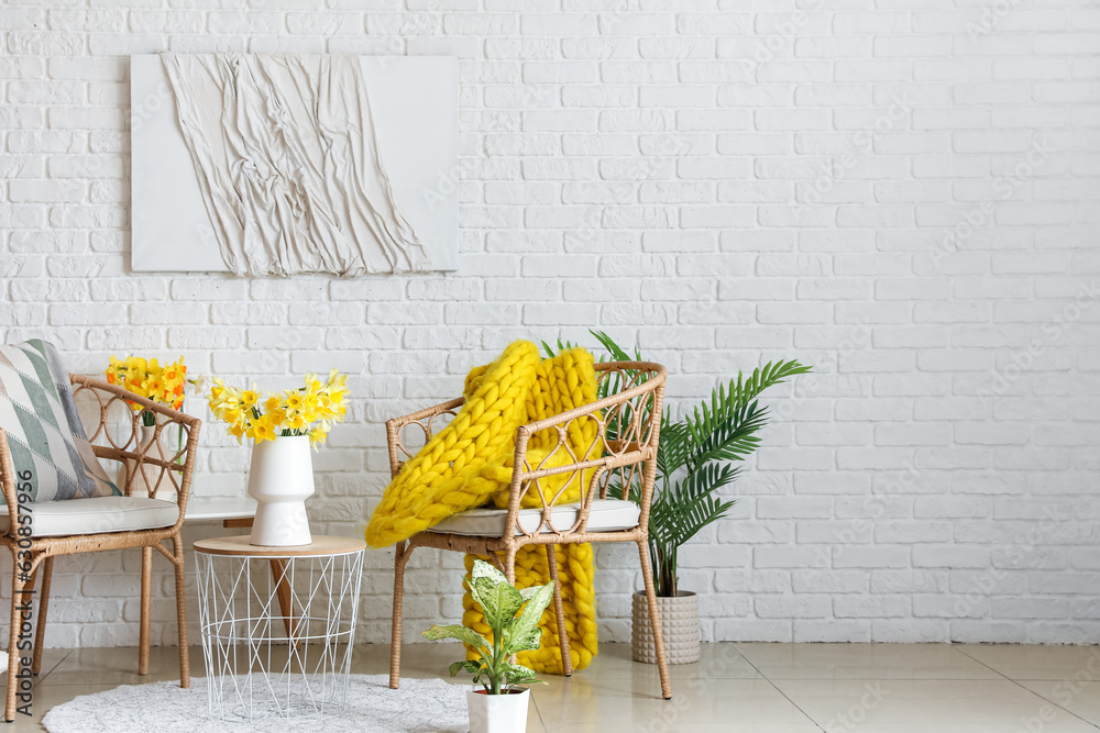 Interior of living room with cozy armchairs and blooming narcissus flowers on coffee table