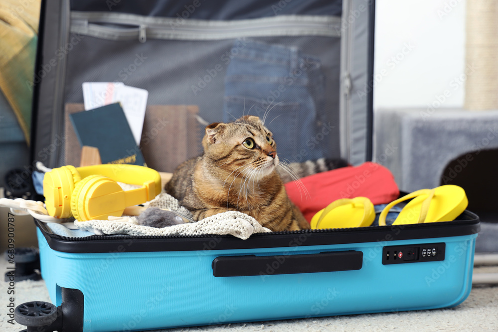 Scottish fold cat in suitcase at home