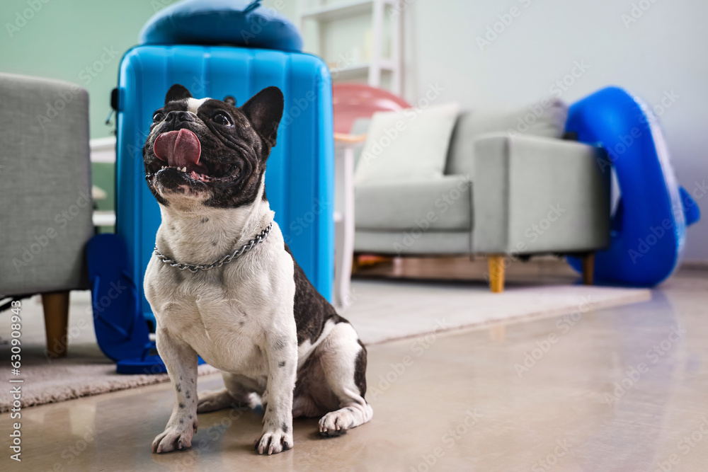 French bulldog near suitcase at home