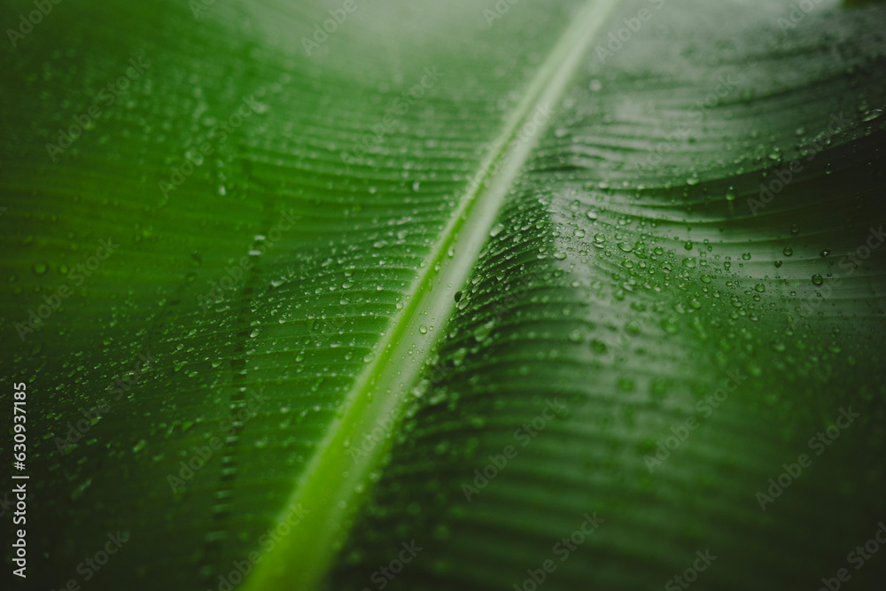 raindrops on banana leaves in forest,banana leaves with rainy season,fresh green background with rai