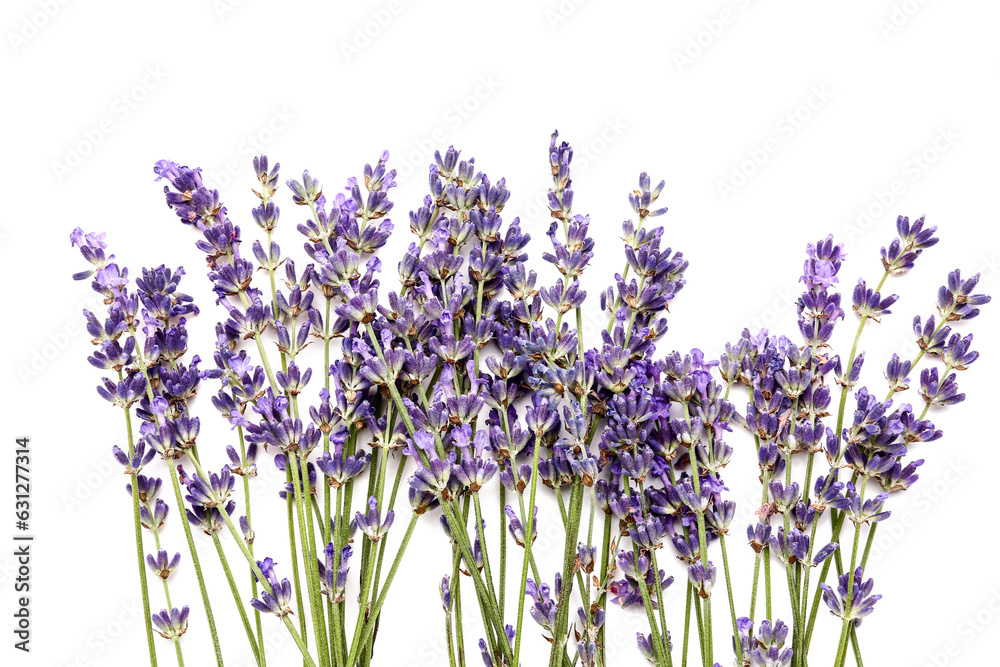 Branches of beautiful lavender flowers on white background, closeup