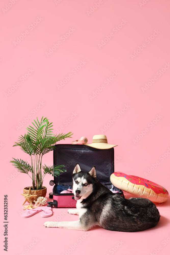 Cute Husky dog with suitcase and beach accessories on pink background