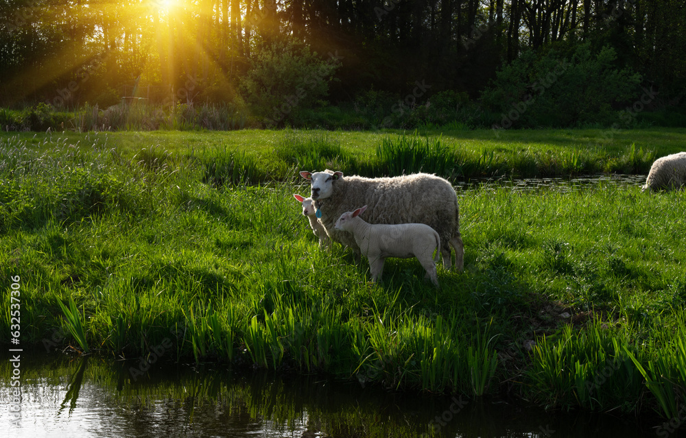 sheep graze on a green meadow