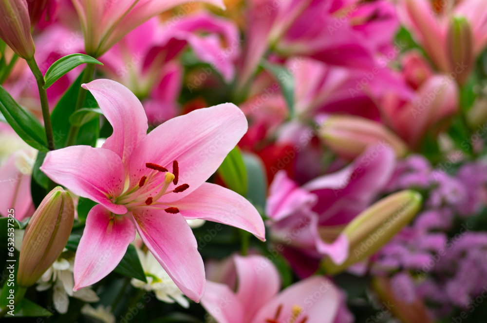 Multi-colored lily close-up