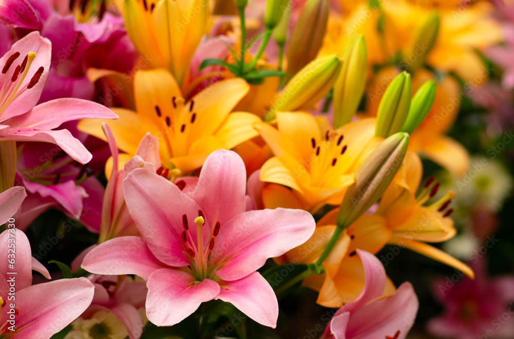 Multi-colored lily close-up