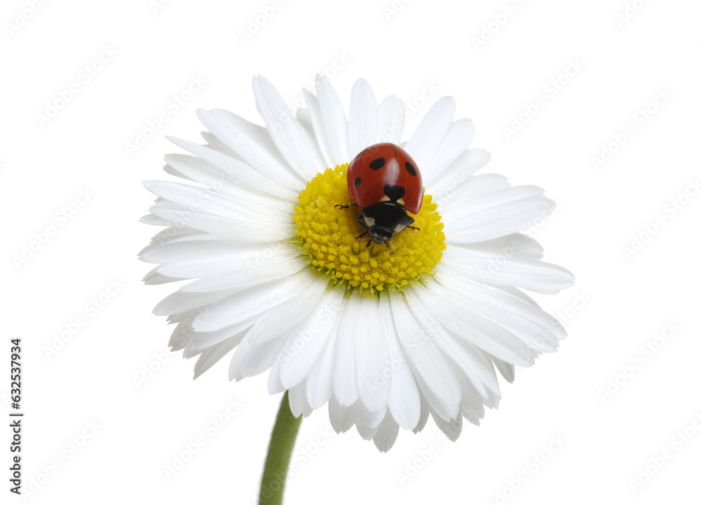 Ladybug on the chamomiles flower