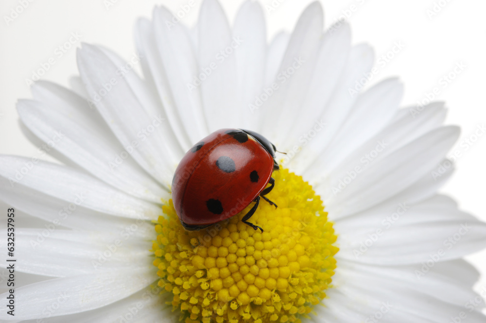 Ladybug on the chamomiles flower