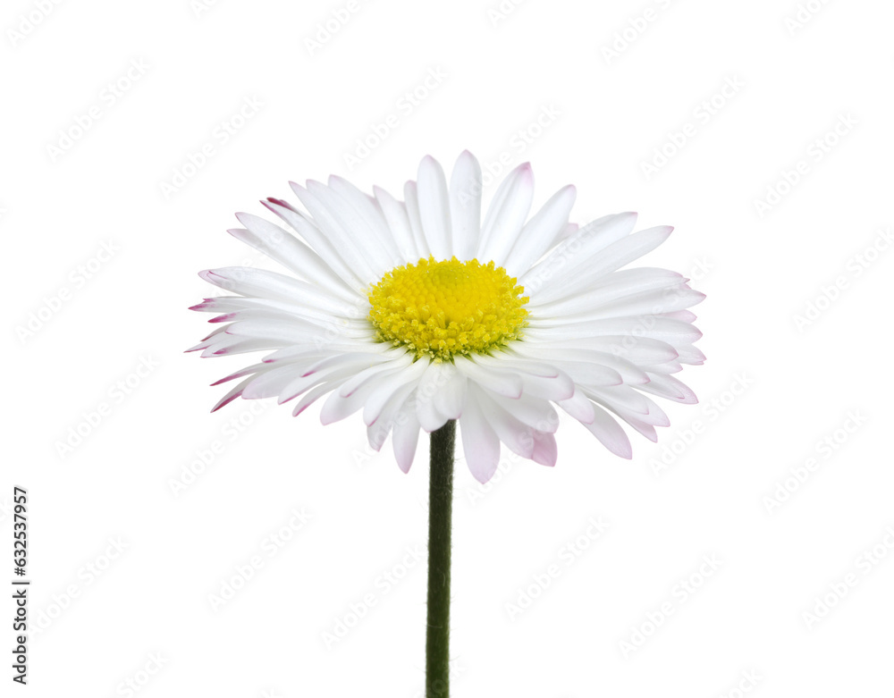 Chamomile or camomile isolated on white background.