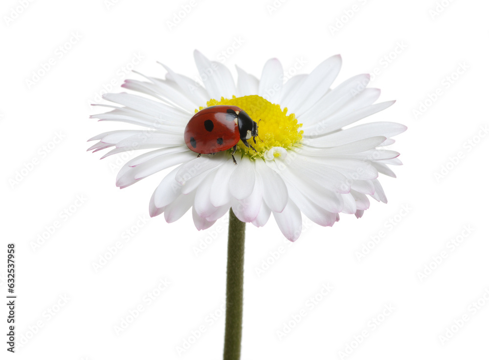 Ladybug on the chamomiles flower