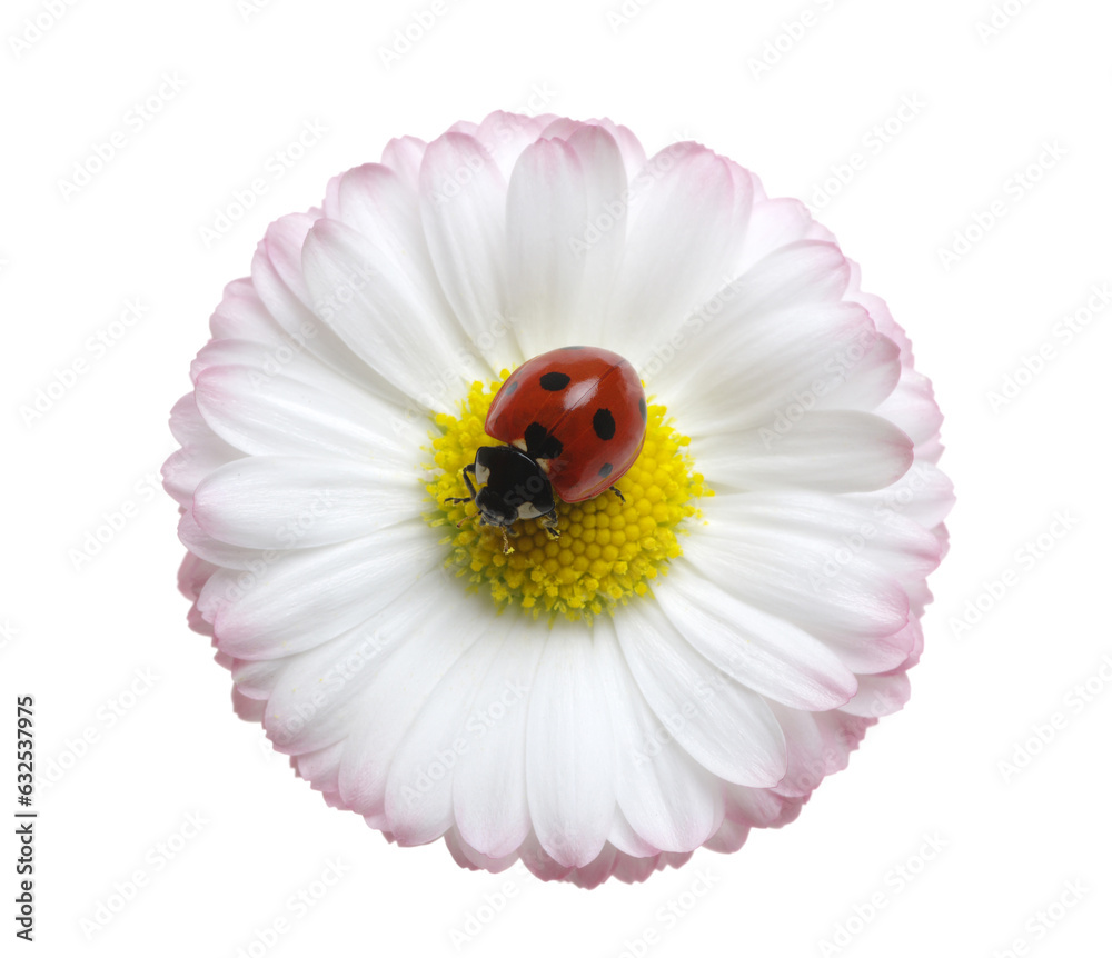 Ladybug on the chamomiles flower