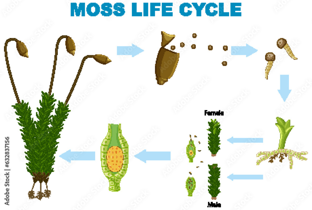 The Life Cycle of Moss