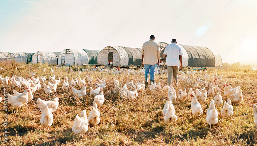 Black people, back and walking on farm with animals, chicken or live stock in agriculture together. 