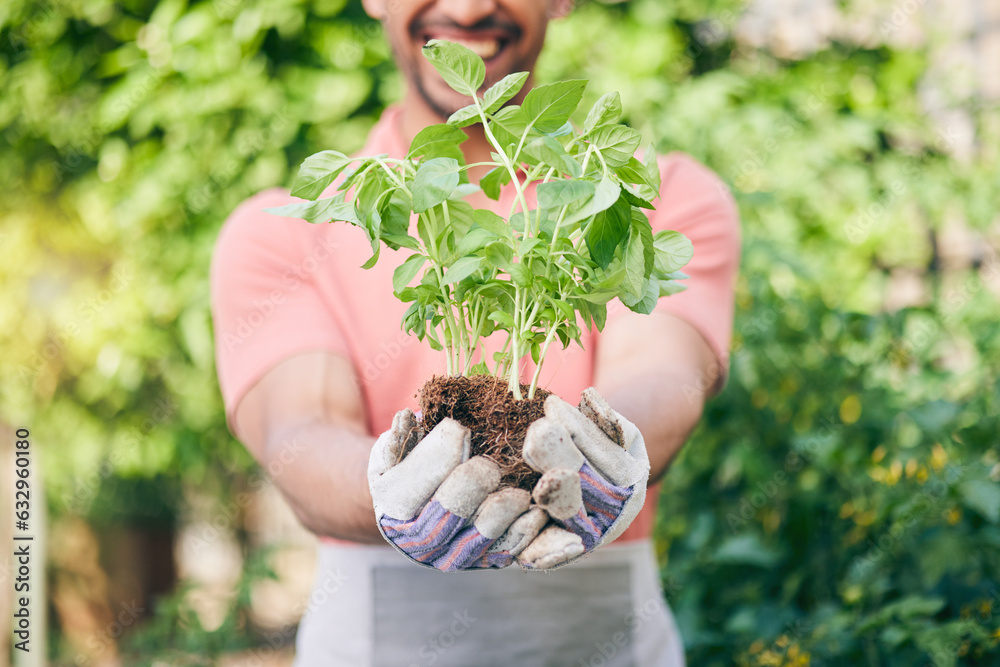 Hands, closeup and man with a plant for gardening, earth day or nature sustainability. Spring, growt