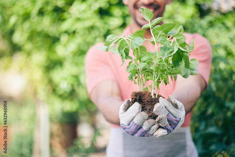 Hands, growth and man with plant for gardening, earth day or nature sustainability. Spring, green en