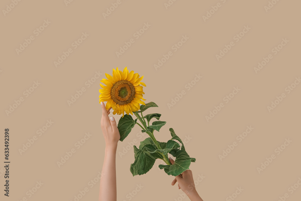 female hands with beautiful sunflower on beige background