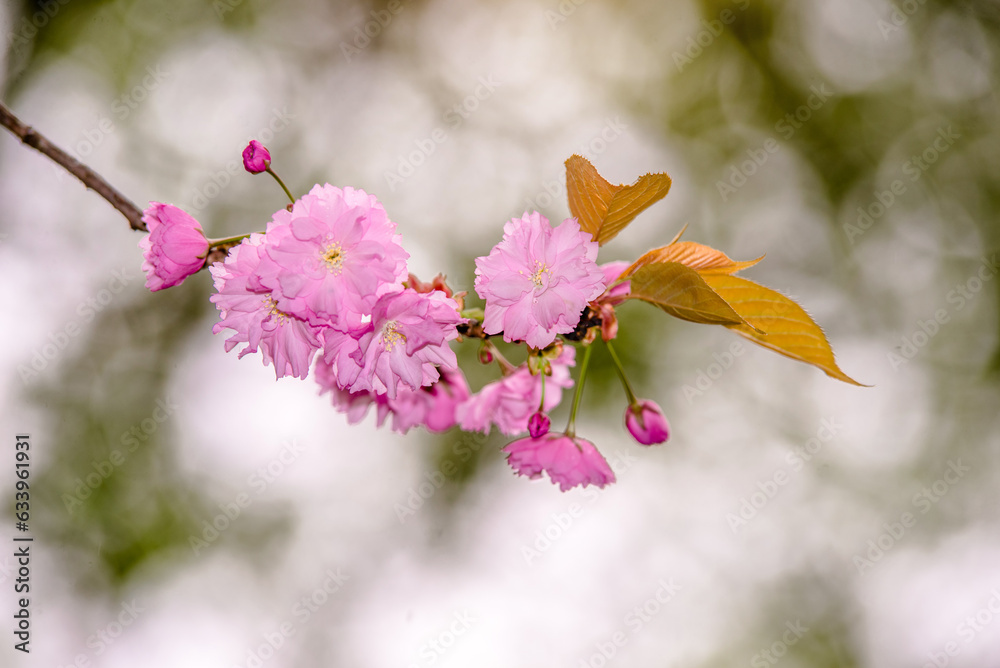 Japanese cherry blossoms on a green natural background 