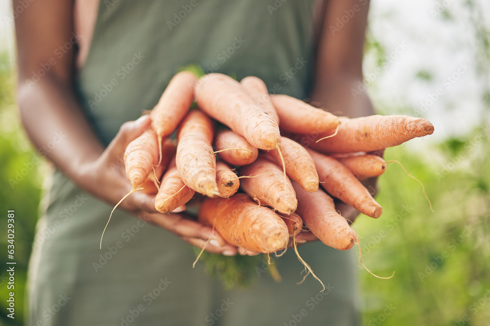 Farmer, person hands and carrot for agriculture, farming and sustainability with grocery supply chai