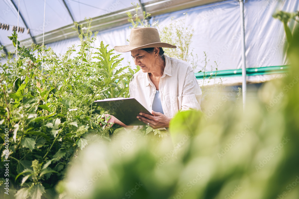 Senior woman, agriculture and greenhouse with clipboard, inspection of harvest and vegetable farming