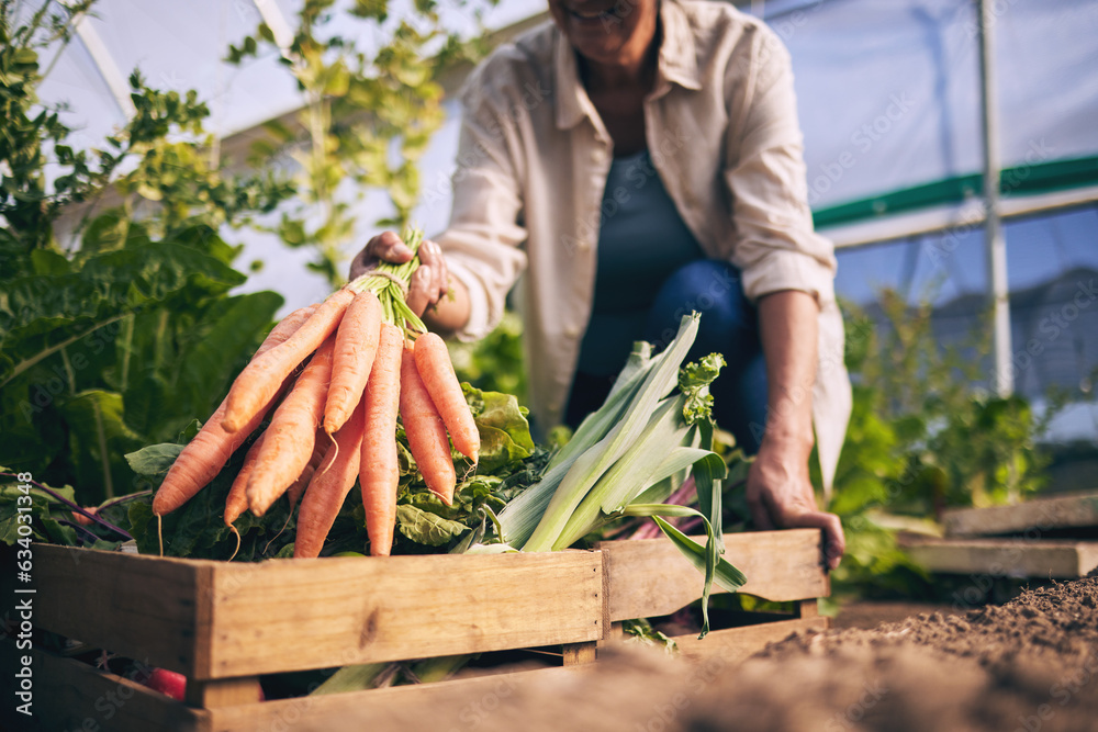 Carrot, vegetables and green, farming and sustainability with harvest in a box and agro business. Fo