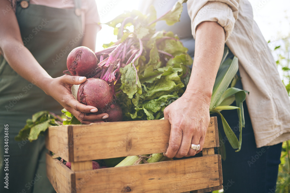 Women, hands and beetroot harvest with help, box and teamwork at agro job, product or food supply ch