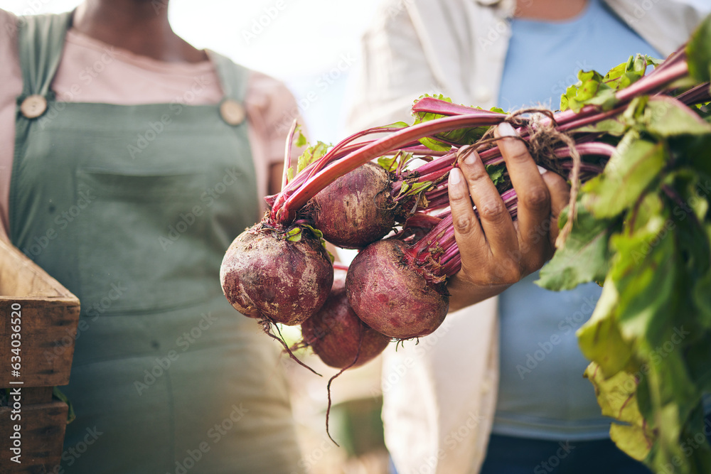 Farming, hands and beetroot harvest with box, leaves and team at agro job, product and supply chain.