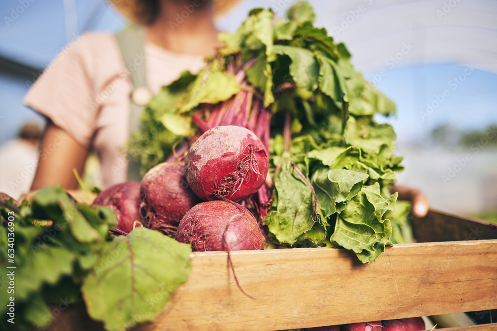 Farming, woman hands and beetroot harvest for box, leaves or food at agro job, product or supply cha