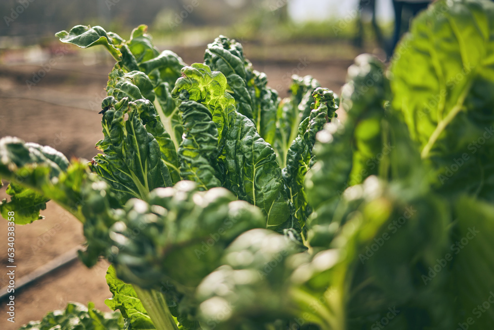 Spinach, vegetable and green, agriculture and sustainability with harvest and agro business. Closeup