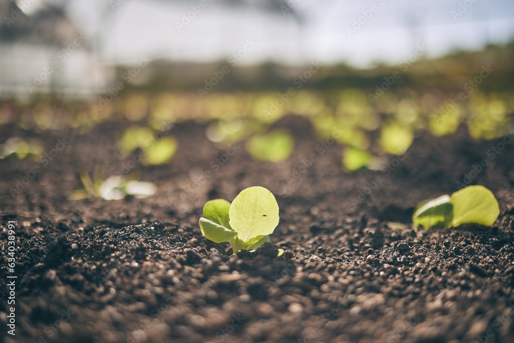 Soil, leaves and agriculture, growth and ecology closeup, sustainability and agro business. Developm