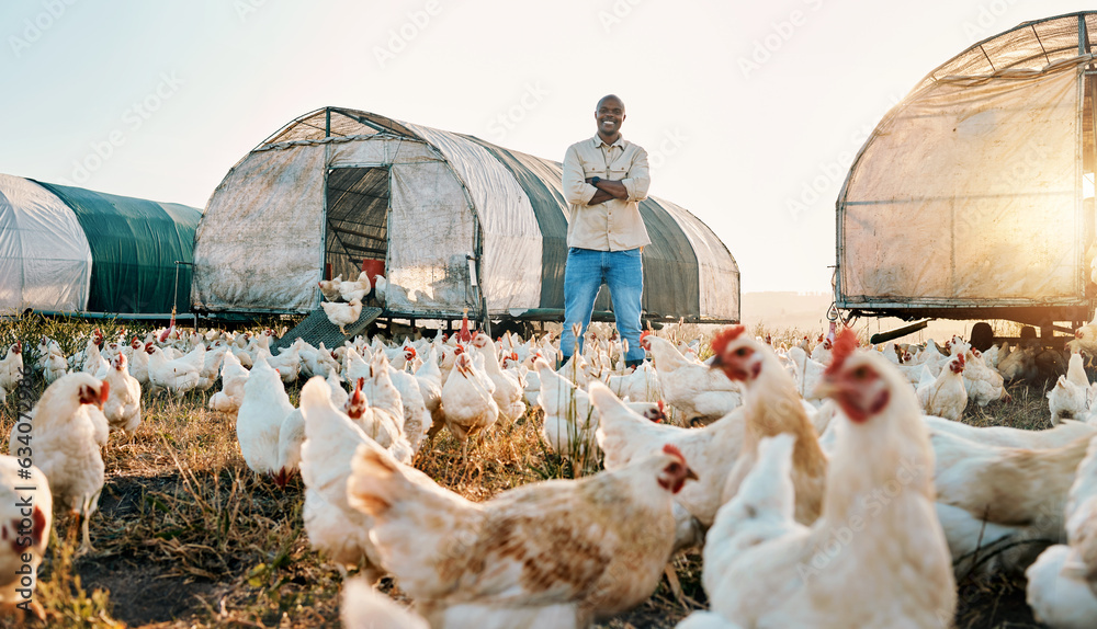 Chicken, farmer and portrait of black man doing agriculture on sustainable or organic poultry farm o