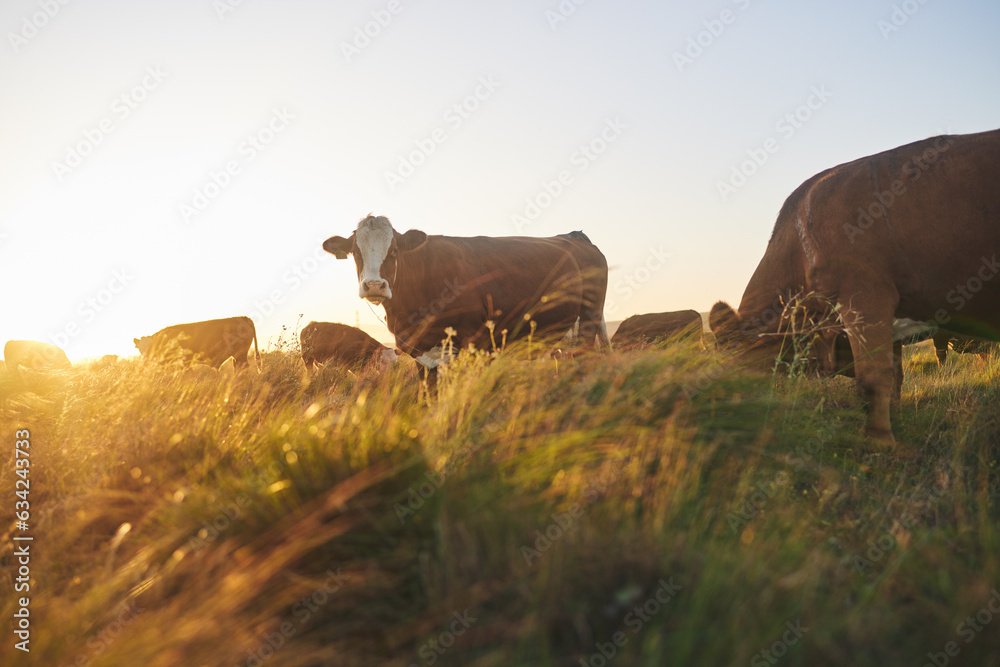 Cows, sunset and farm for dairy agriculture, meat and beef industry in countryside field, land and S