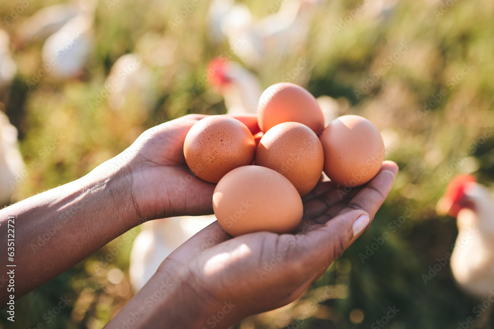 Eggs, farmer and hands in agriculture at sustainability farm or free range product for protein diet 