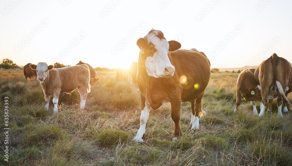 Agriculture, nature and herd of cows on a farm in countryside for eco friendly environment. Sustaina