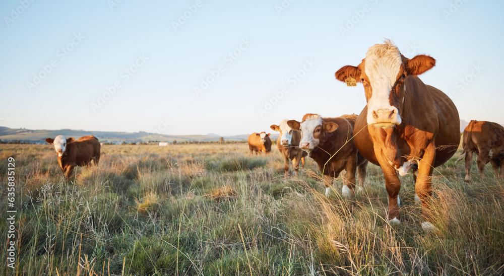 Livestock, sustainable and herd of cattle on a farm in the countryside for eco friendly environment.