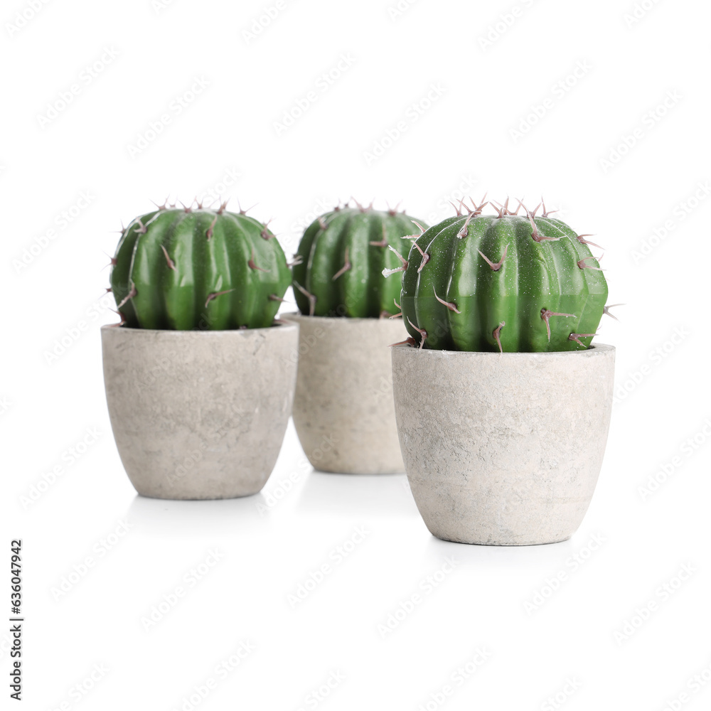 Cacti in pot isolated on white background