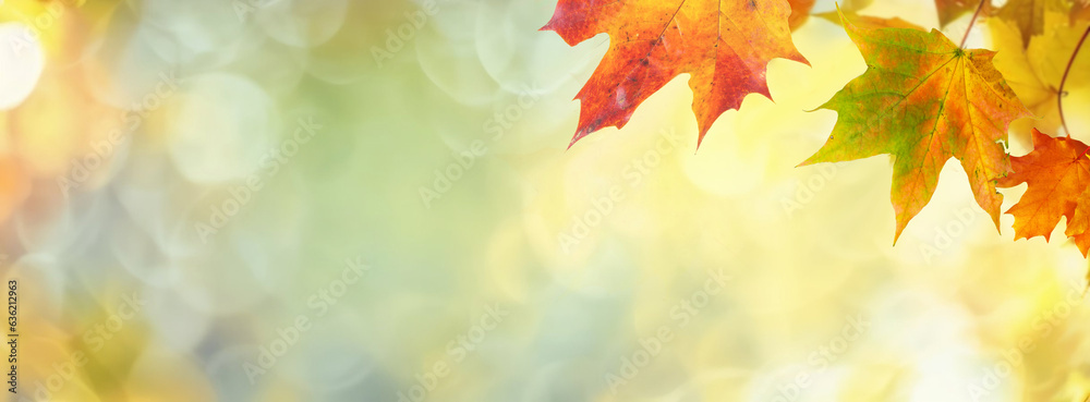 Defocused colorful bright autumn ultra wide panoramic background with blurry red yellow and orange a