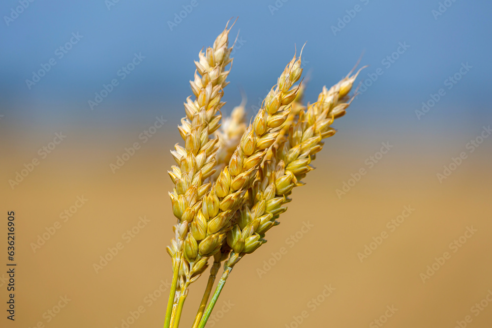 Close-up of five ears of wheat in hands on blurred background