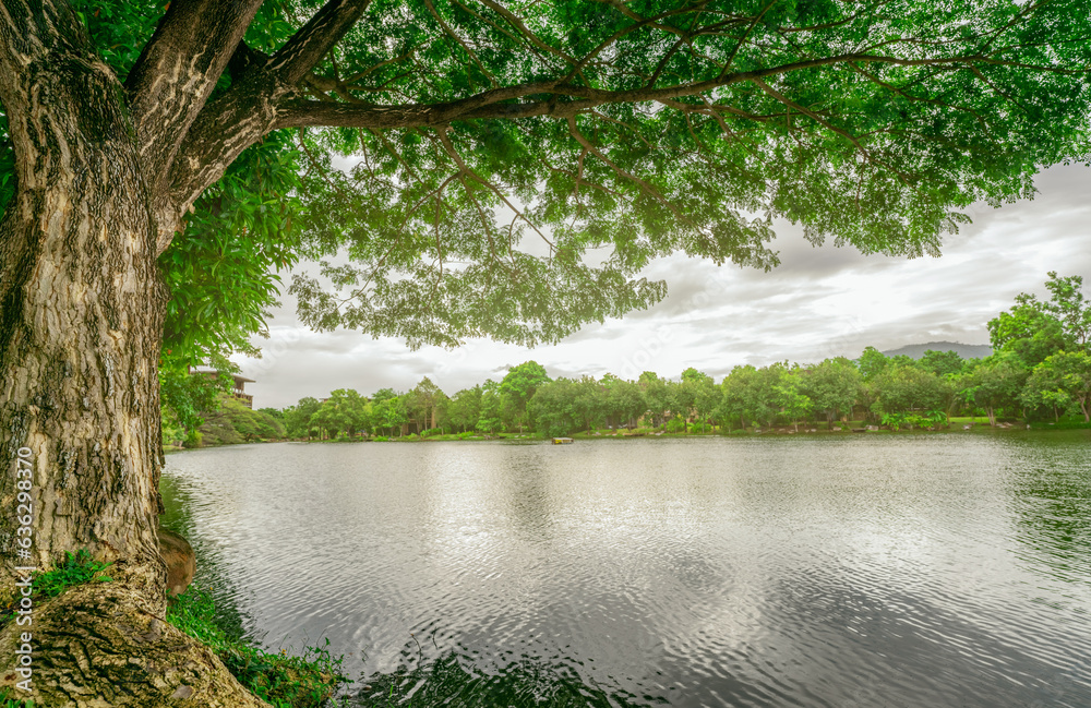 Big old rain tree with green leaves and lake landscape. Beauty in nature. Water reservoir. Green tre