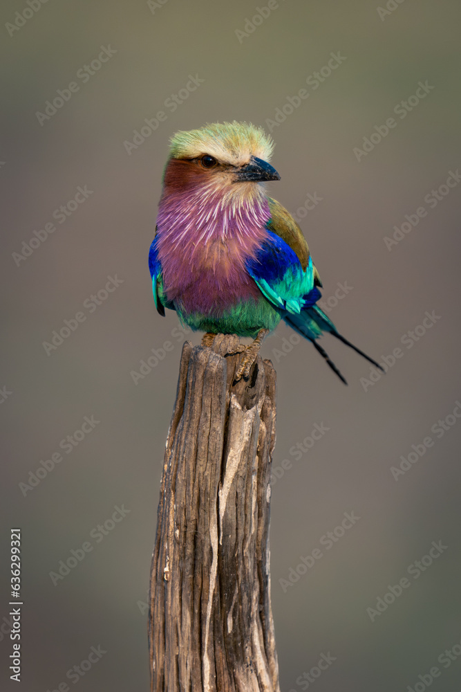 Lilac-breasted roller watches camera from tree stump