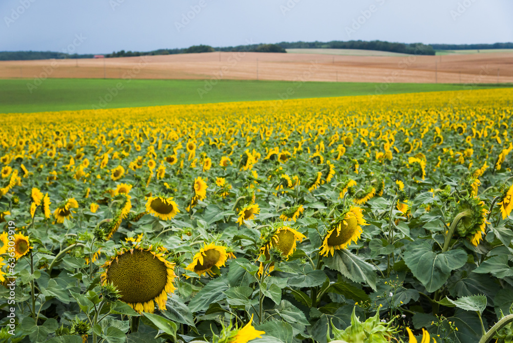 Champ de tournesols. Paysage rural à Montigny Mornay Villeneuve. Agriculture de tournesol. Pluie et 