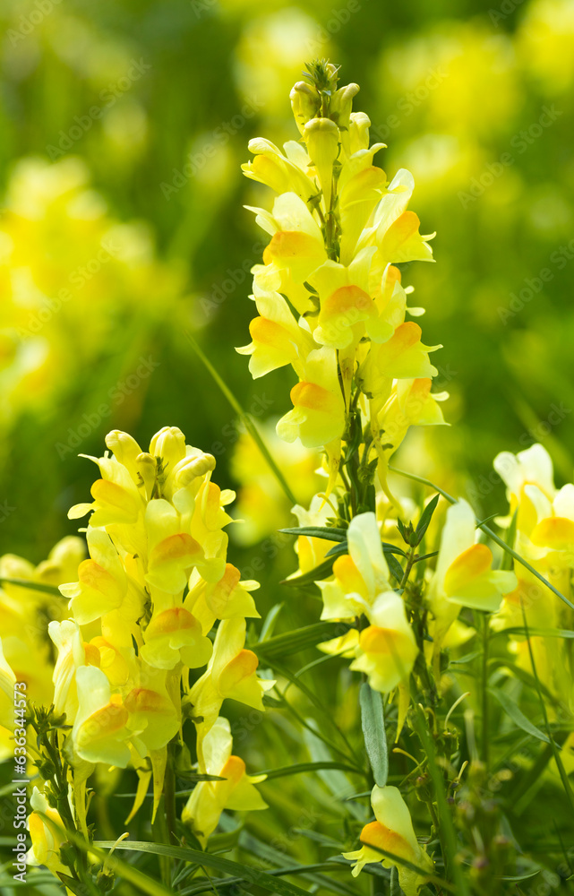 Flaxbeak. Flower. Vlasbekje – Linaria vulgaris 