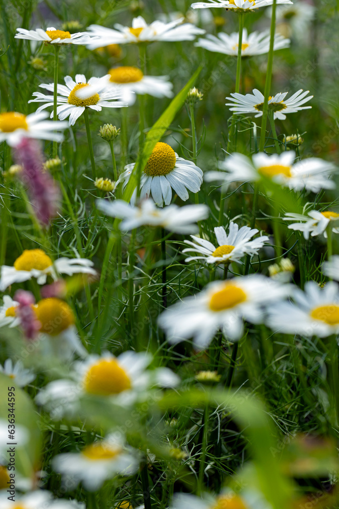 Daisy. Daisies Fieldflowers. 