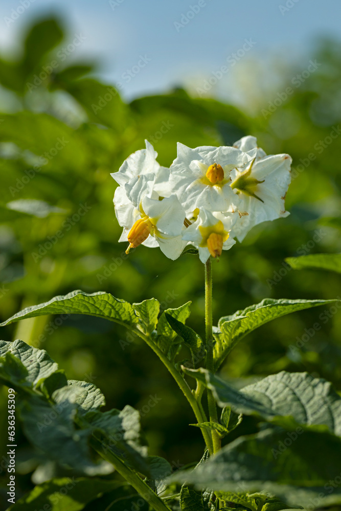 Potatoeflowers. Field of blooming poatoes. Vegetables. Farming. Es Uffelte Drenthe Netherlands. 