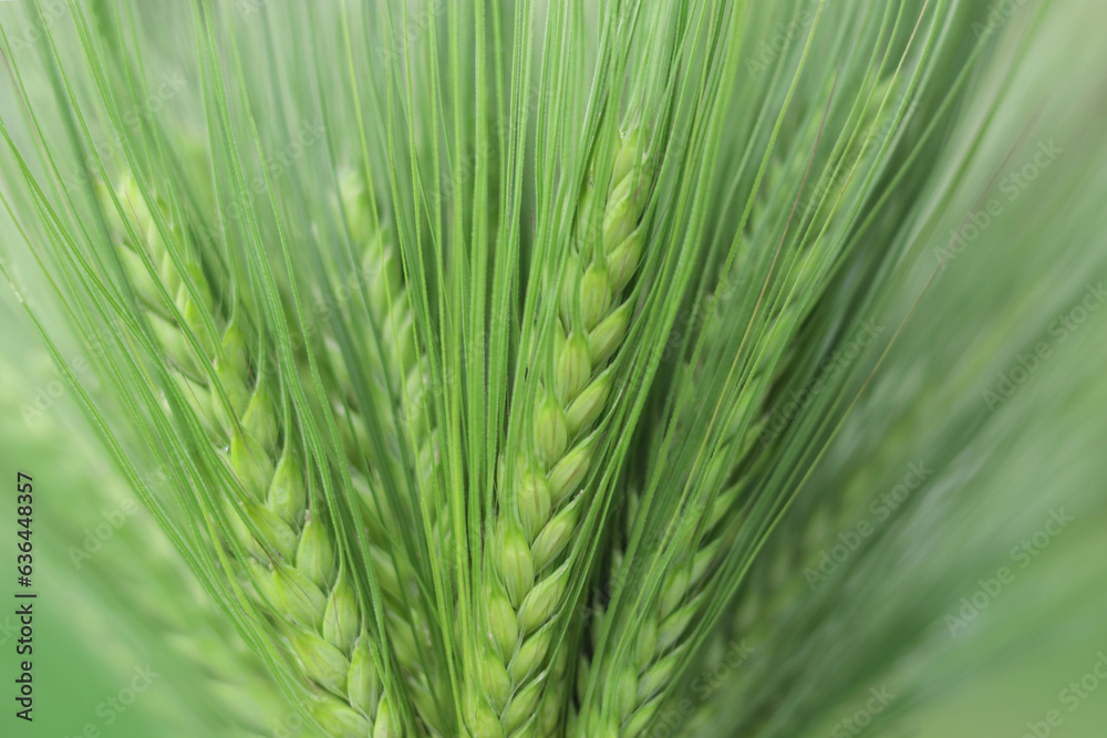 Green ears of cereal. Closeup of ear of wheat. Unripe cereal plants as fresh green background. Macro