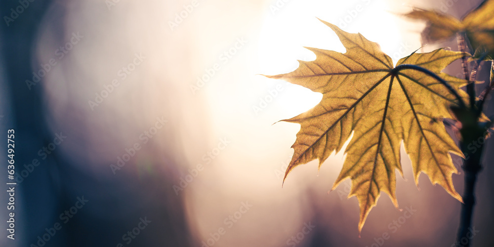 Leaf of a maple tree against blue sky