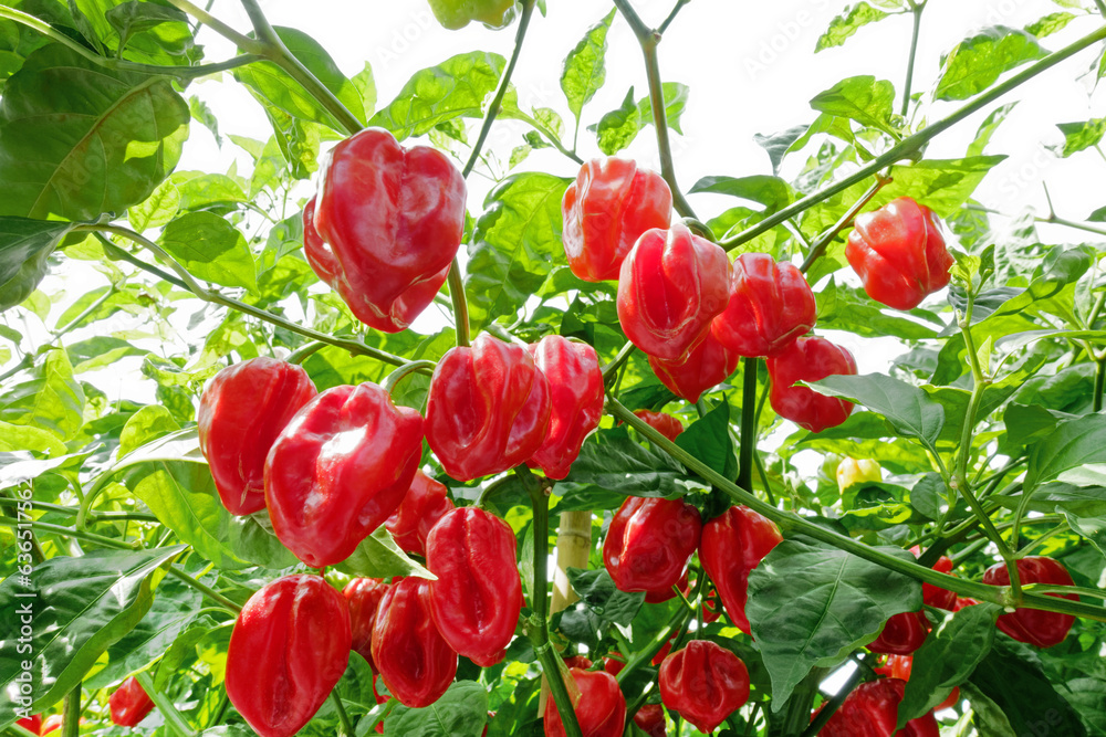 Habanero pepper plant with red ripe fruits ready for picking.