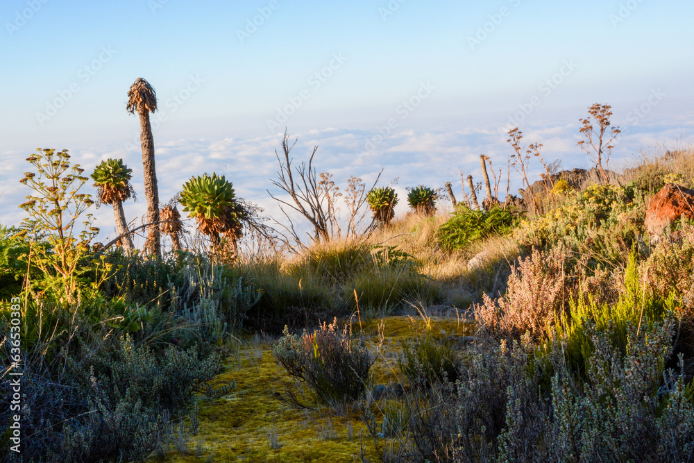 Moorland with bushes and trees above sea of clouds at mount Kilimanjaro, Tanzania