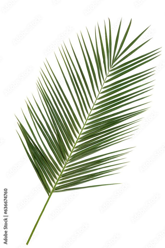 Date palm leaf on white background. Natural symbol and native to the Canary Islands. Phoenix canarie