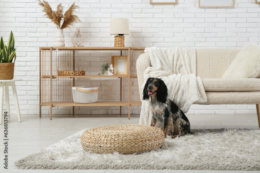 Cute cocker spaniel on fluffy carpet in living room