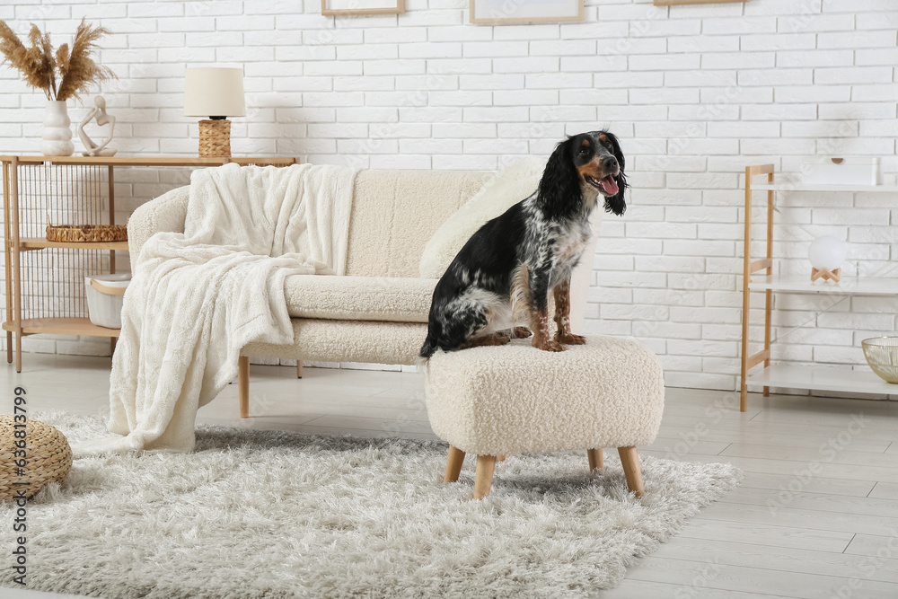 Cute cocker spaniel sitting on pouf in living room